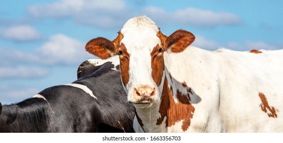 Close Up Of A Cute Drooling Cow With A Tender Face Looking Friendly And A Blue Sky