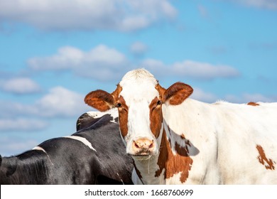 Close Up Of A Cute Drooling Cow With A Tender Face Looking Friendly And A Blue Sky