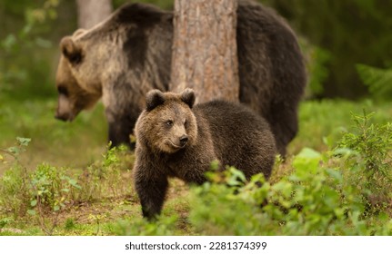 Close up of a cute Eurasian Brown bear cub in a forest, Finland. - Shutterstock ID 2281374399