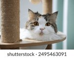 Close up of cute fluffy white cat in clear bowl on cat tree. Mixed breed cat between Maine Coon and Scottish Fold.