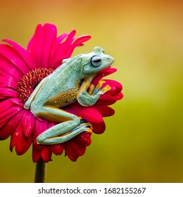Close Up Of Cute Flying Frog - Macro Amphibian Photo Series