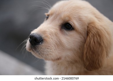 Close Up Cute Golden Retriever Pet Dog Head Side Face