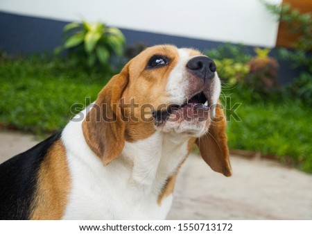 Close up Cute and healthy beagle dogs are sitting and whining. Stock photo © 