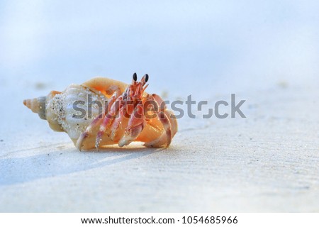 Close up of cute hermit crab carry beautiful shell crawling on the white sand beach in warm sunlight of early morning. Hermit crab use empty shell as its mobile safety home