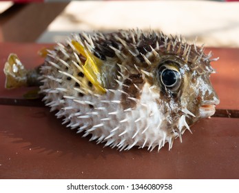 Close up of cute inflate porcupinefish laying on wooden table with sharp spines and wide open eyes before release back to the sea.Black blotched porcupinefish alive .