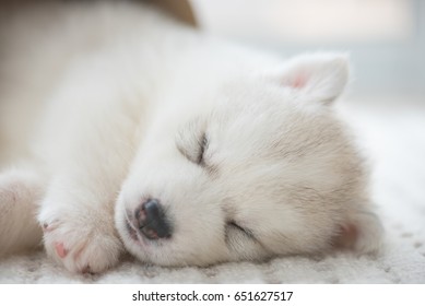 Close up of cute lazy siberian puppy lying and sleep on the floor in the morning - Powered by Shutterstock