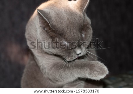 Similar – Image, Stock Photo cat wash Animal Pet Cat