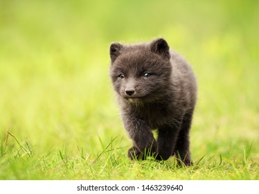 Rottnest Quokka Exploring Green Golf Course Stock Photo (Edit Now ...