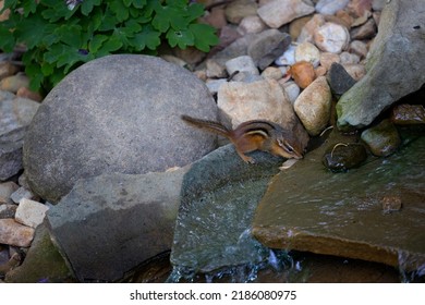 Close Up Of A Cute Little Chipmunk Taking A Drink From A Backyard Water Feature.