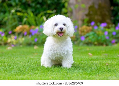 Close up of a cute little fluffy white Havanese dog in a lush green garden sitting centered in the screen