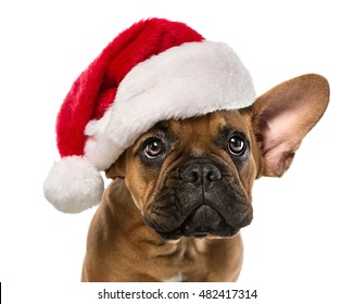 Close up of cute, little french bulldog with santa claus hat isolated on white background