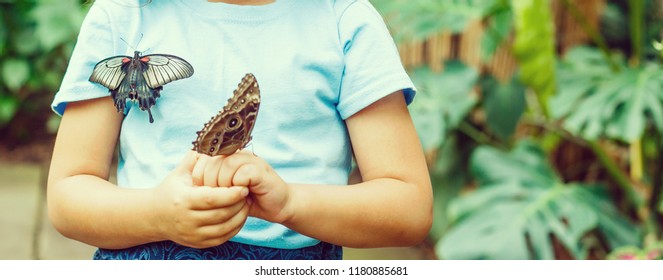 Close up of cute little girl holding butterfly on hand and looking at it
