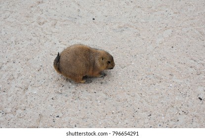 Close Up Of A Cute Little Gopher. Gophers, Are Burrowing Rodents Of The Family Geomyidae.
