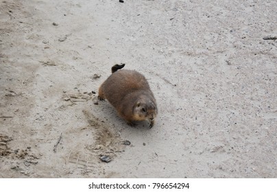 Close Up Of A Cute Little Gopher.  Gophers, Are Burrowing Rodents Of The Family Geomyidae.
