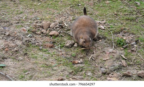 Close Up Of A Cute Little Gopher.  Gophers, Are Burrowing Rodents Of The Family Geomyidae.
