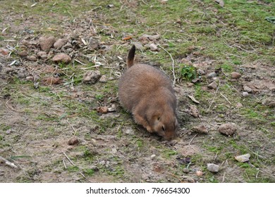 Close Up Of A Cute Little Gopher.  Gophers, Are Burrowing Rodents Of The Family Geomyidae.
