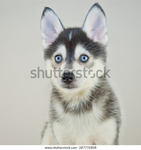 Close Cute Little Pomsky Puppy Blue の写真素材 今すぐ編集