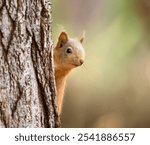 Close up of a cute little scottish red squirrel on a tree trunk in the forest