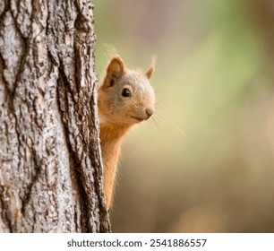 Close up of a cute little scottish red squirrel on a tree trunk in the forest - Powered by Shutterstock