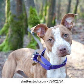 Pit Bull Mixed Breed Dog Images Stock Photos Vectors Shutterstock