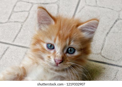 close up cute orange cat 