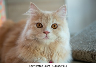 Pet Animals Images Stock Photos Vectors Shutterstock