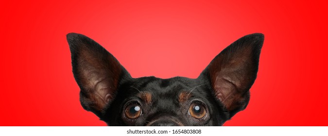 Close Up Of A Cute Pincher Dog With Black Fur Hiding His Face From Camera Shy On Red Studio Background