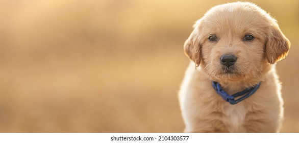 Perritos Bebes Stock Photos Images Photography Shutterstock