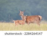 Close up of a cute Red deer calf standing close to mom in meadow, UK.