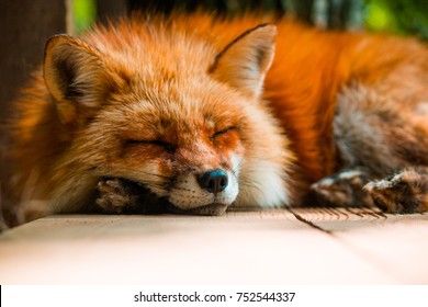 12,050 Sleeping fox Images, Stock Photos & Vectors | Shutterstock