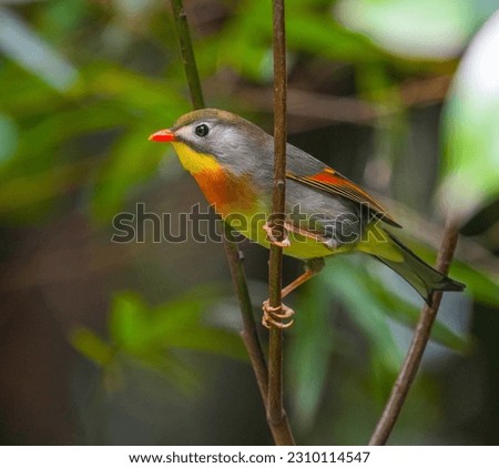 close up of cute red-billed leiothrix on the tree branch