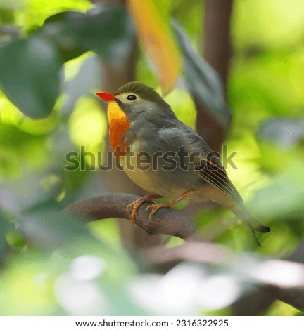 close up of cute red-billed leiothrix on the tree branch