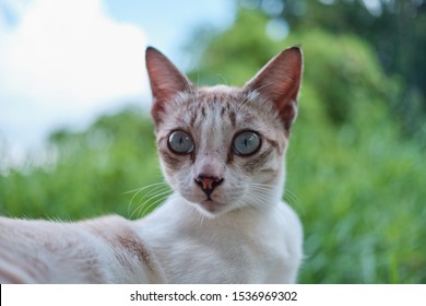 Close up Cute Scaredy little kitty Cat with blur nature background