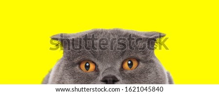 close up of a cute scotish fold cat with gray fur hiding her face from camera shy on yellow studio background
