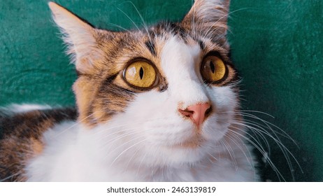 Close up cute and serious calico cat face with a beautifu yellowl eyes during lay down on the floor, a beautiful combination of Angora breed cats and local breeds. - Powered by Shutterstock