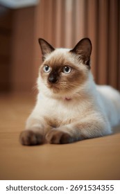 Close up cute siamese cat, selective focus