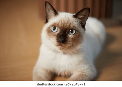 Close up cute siamese cat, selective focus