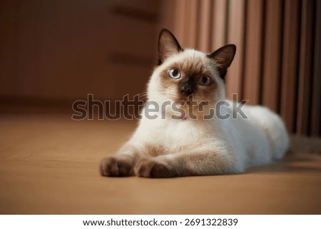 Close up cute siamese cat, selective focus
