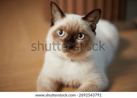 Close up cute siamese cat, selective focus