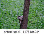close up cute squirrel on the tree