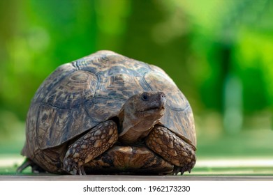 15,346 Small green turtle Images, Stock Photos & Vectors | Shutterstock