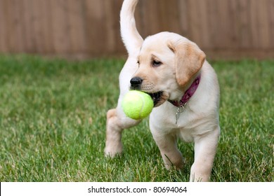 Close up of a cute yellow labrador puppy playing with a green tennis ball in the grass outdoors.  Shallow depth of field.