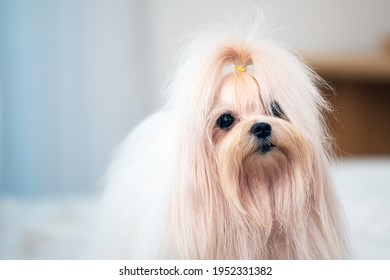 Close Up Cute Young White Maltese Dog Standing On Bed In Bedroom With Copy Space