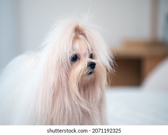 Close Up Cute Young White Maltese Dog Standing On Bed In Bedroom With Copy Space