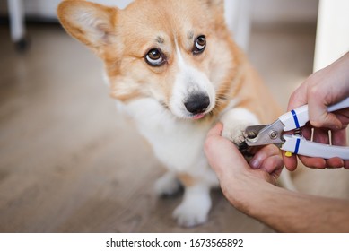 Close Up Of Cutting Dog Nail With A Nail Clipper