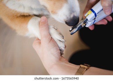 犬 爪切り の写真素材 画像 写真 Shutterstock