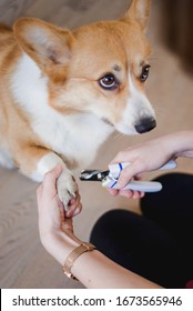 Close Up Of Cutting Dog Nail With A Nail Clipper