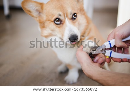 close up of cutting dog nail with a nail clipper Foto d'archivio © 
