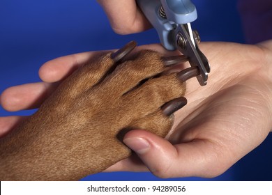 Close Up Of Cutting Dog Nail With Specialty Tool On Blue Background