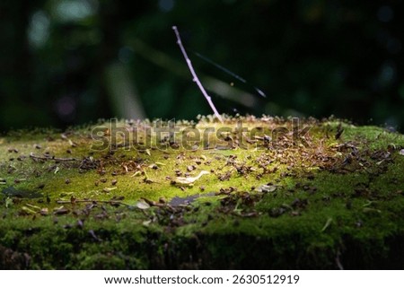 close up cutting tree moss and web of spender in junkie